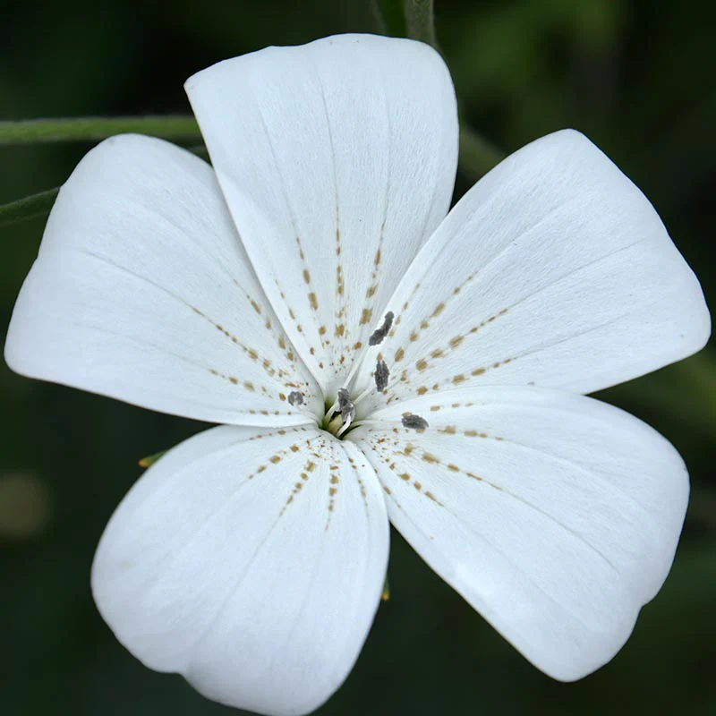 Miniatuur 2