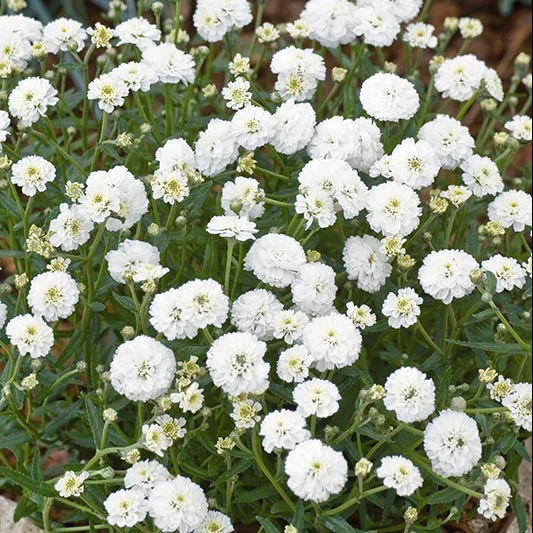 Miniatuur 2